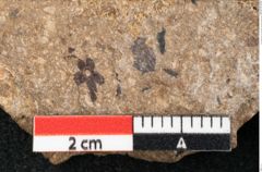 Foto (Detailansicht) von Cupressites freneloides Ettingshausen (NHMW-GEO-2024-0188-8229)